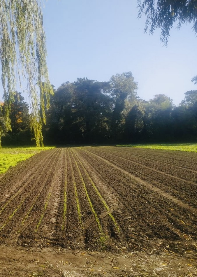 Amplia quinta con pileta, cancha de futbol y sector de sembrado Batan