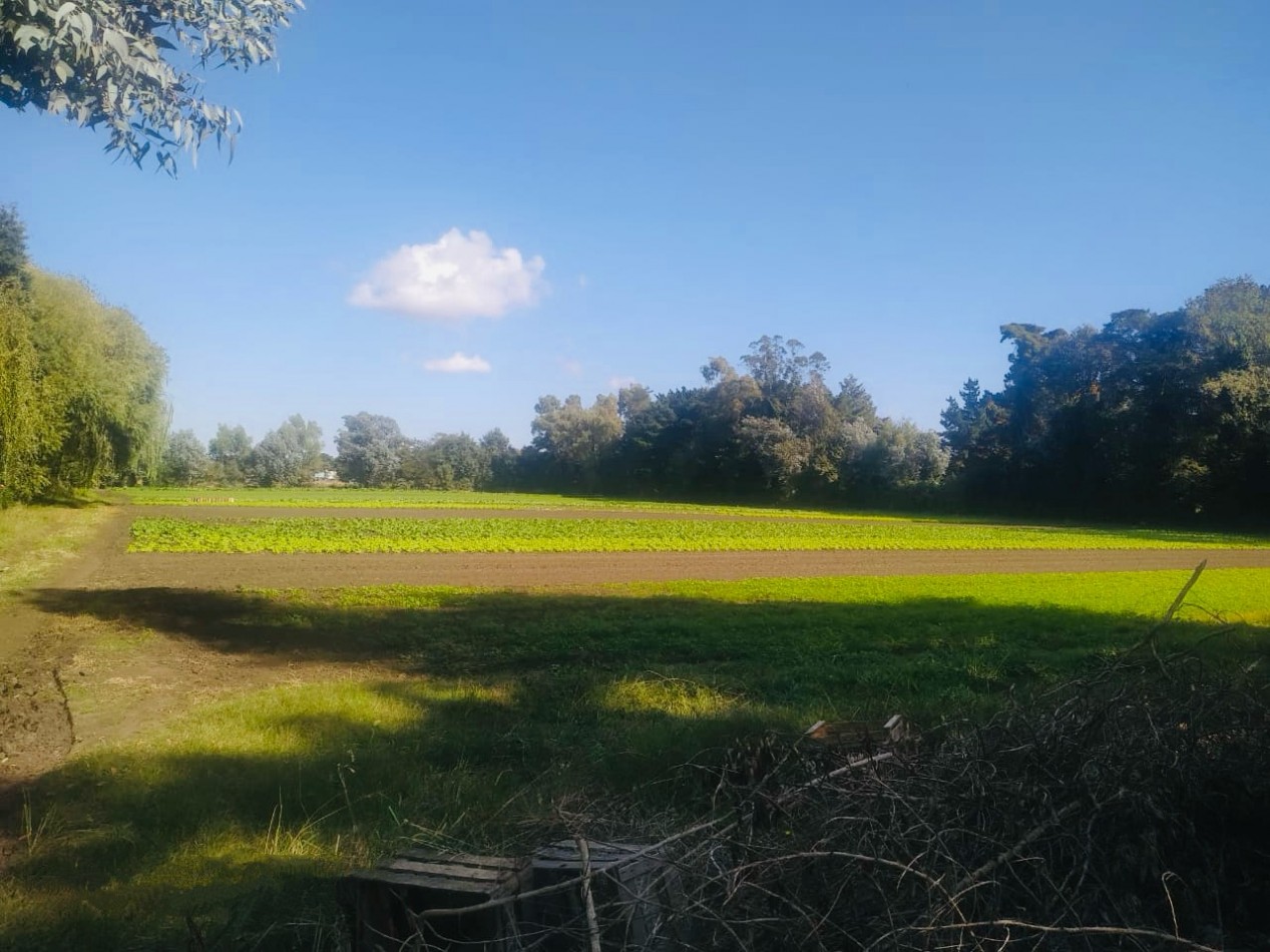 Amplia quinta con pileta, cancha de futbol y sector de sembrado Batan