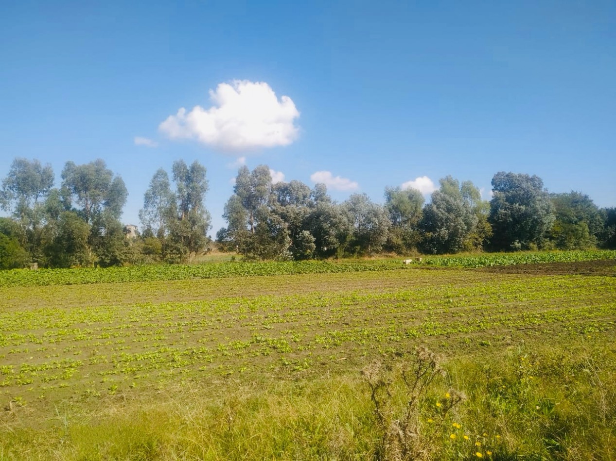 Amplia quinta con pileta, cancha de futbol y sector de sembrado Batan